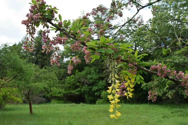 Лабурноцитис "Адами" (Laburnocytisus 'Adamii') тоже результат прививки, в которой что-то пошло не так.