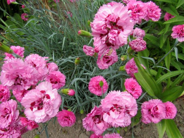 Гвоздика Шабо "Микадо" (Dianthus caryophyllus 'Mikado').