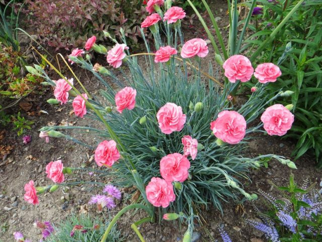 Гвоздика Шабо "Аврора" (Dianthus caryophyllus 'Aurora').