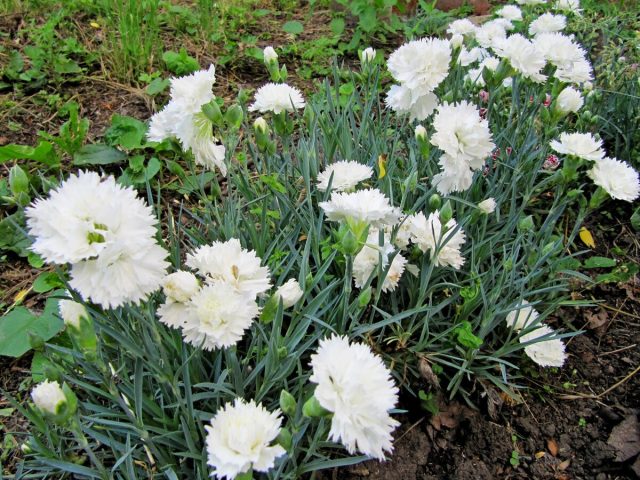 Гвоздика Шабо "Монблан" (Dianthus caryophyllus 'Mont Blanc').