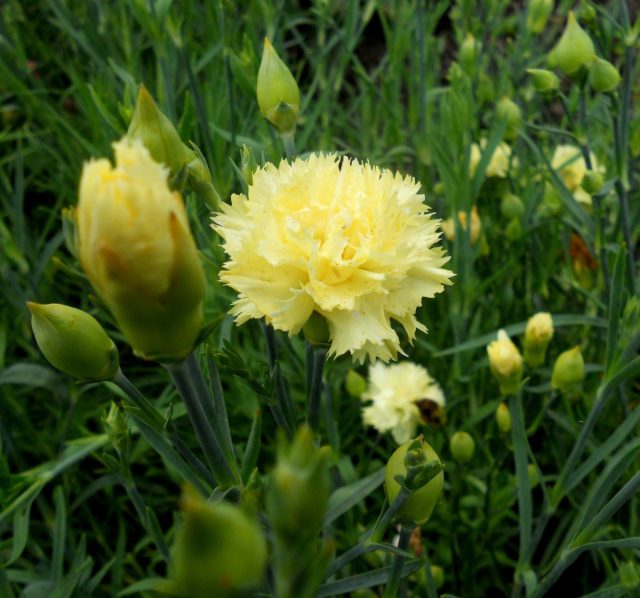 Гвоздика Шабо "Шампань" (Dianthus caryophyllus 'Champagne')