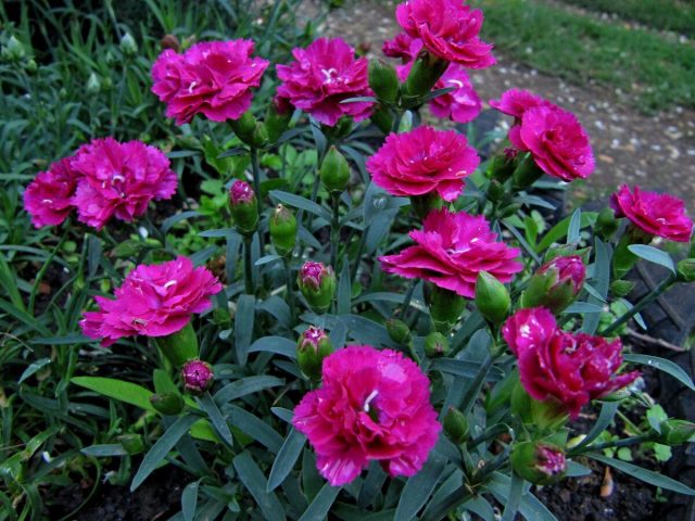 Гвоздика Шабо "Маджента" (Dianthus caryophyllus 'Magenta')