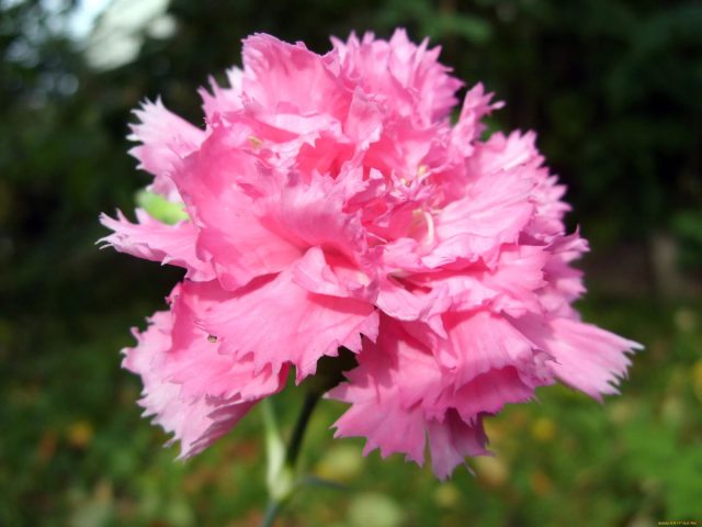 Гвоздика Шабо "Розалия" (Dianthus caryophyllus 'Rosalia')