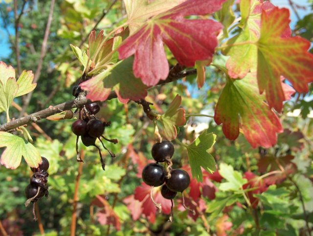 Золотистая или золотая смородина (Ribes aureum) нечастый гость на дачных участках. Она только начинает входить в культуру.