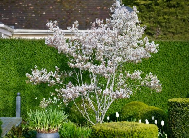 Ирга (Amelanchier) не требовательно к условиям произрастания. Не нуждается в сложном уходе, редко поражается болезнями и вредителями, выносит морозы до минус 30-35 °C.