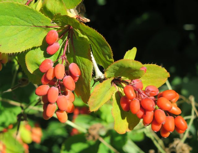 А между тем барбарисы (Berberis), это морозостойкое, неприхотливое растение с хорошим иммунитетом.