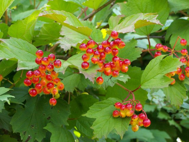 Другое название калина красная (Viburnum opulus). Её можно встретить в диком виде в лесу или в пойме ручья.