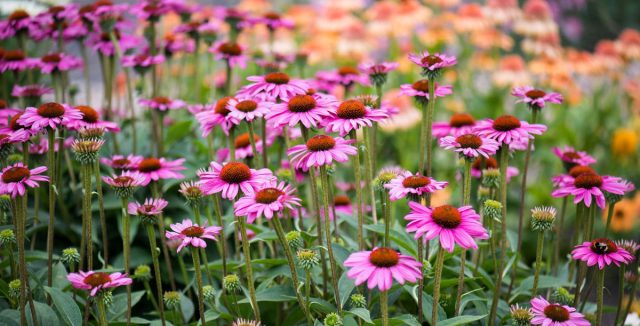 Эхинацея (Echinacea purpurea) радует дачников яркими, красивыми цветами с июля по начало сентября, великолепно смотрится на фоне злаков и декоративных кустарников.