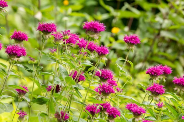 В состав монарды двойчатой (Monarda didyma) входят тимол и карвакрол. Индейцы использовали монарду при заболеваниях ротовой полости, горла, в качестве антисептического средства.