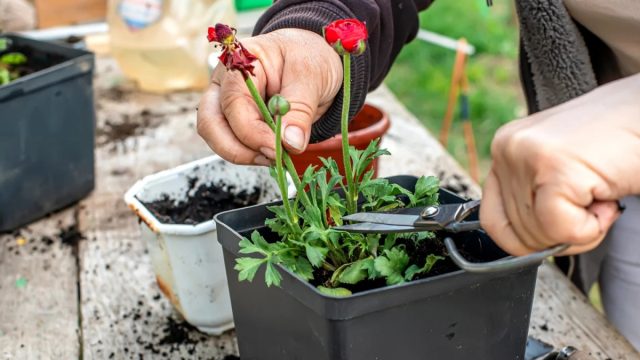 Когда надземная часть отомрет и до первых осенних заморозков, т.е. в середине августа - начале сентября, корневища выкапывают и готовят к зимовке.