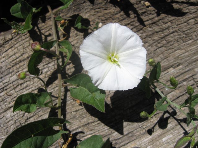 Не надо путать с «берёзкой», это - вьюнок полевой (Convolvulus arvensis).