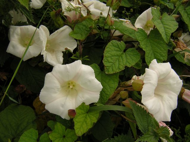 Повой лесной (Calystegia silvatica) тоже иногда называют вьюнком полевым, создавая путаницу. Хотя на большей части садоводческой России он агрессии не проявляет.