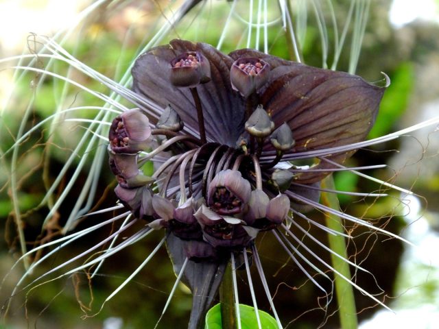 Такка Шантрье (Tacca chantrieri) – настоящая королева цветов, грациозная и величавая.