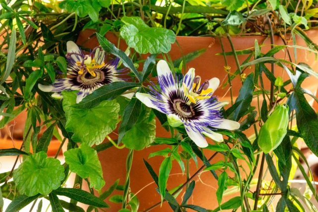 В комнатных условиях обычно выращивают пассифлору голубую (Passiflora caerulea), которую также называют «кавалерская звезда».