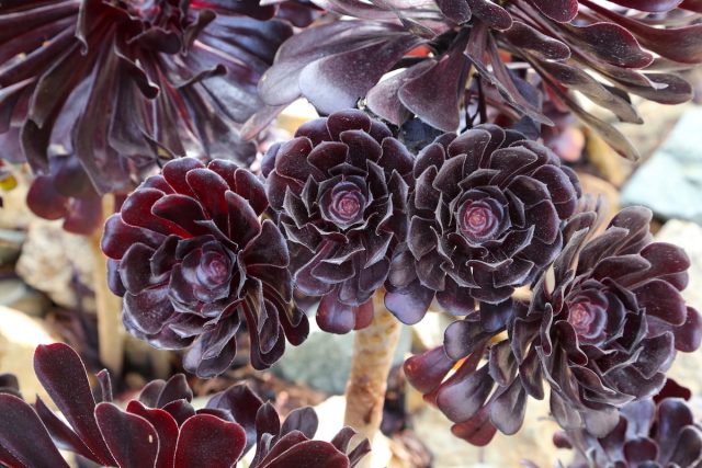 «Блэк Роуз» (Aeonium arboreum 'Black Rose') очаровывает даже своим названием -  «черная роза».