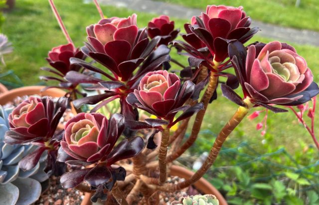 «Пурпурная роза» (Aeonium arboreum 'Atropurpureum') отличается от вышеупомянутой «Черной розы» более крупными головками на чрезвычайно длинных стеблях и розетками зеленых листьев с темно-фиолетовым отливом по краям.