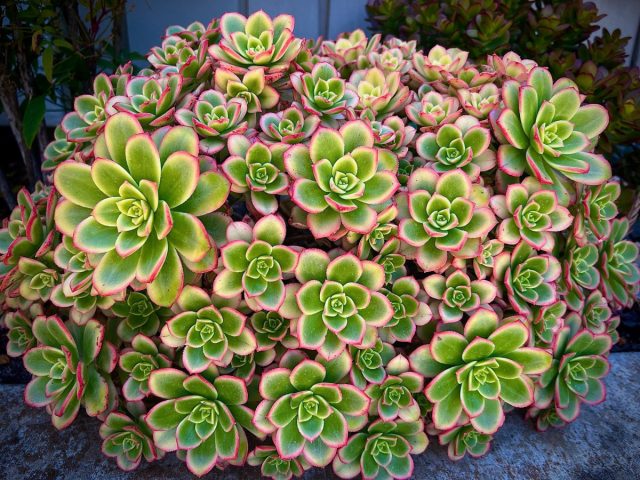 Эониум «Киви» (Aeonium haworthii 'Kiwi') славится яркими листьями в форме ложки, которые образуют плотные розетки.