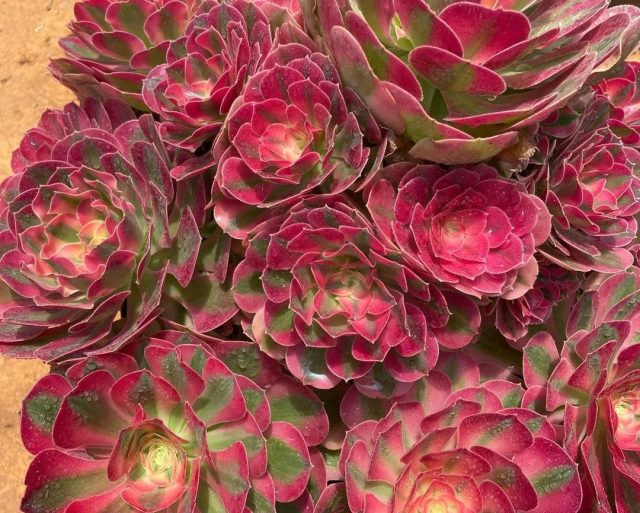 Относительно редкий сорт «Пинк Витч» (Aeonium 'Pink Witch'), что переводится как «Розовая ведьма», получил свое название благодаря красивым розеткам из розовато-фиолетовых листьев.