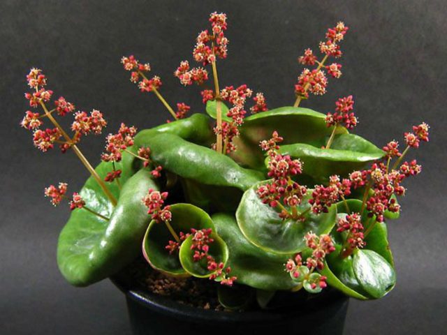 «Вайн Кап» (Crassula Umbella 'Wine Cup') потрясающий сорт небольшого размера.