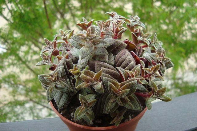 Крассула точечная - бесстебельный карликовый многолетний суккулент (Crassula exilis spp. Picturata) со слоями текстурированных треугольных листьев.