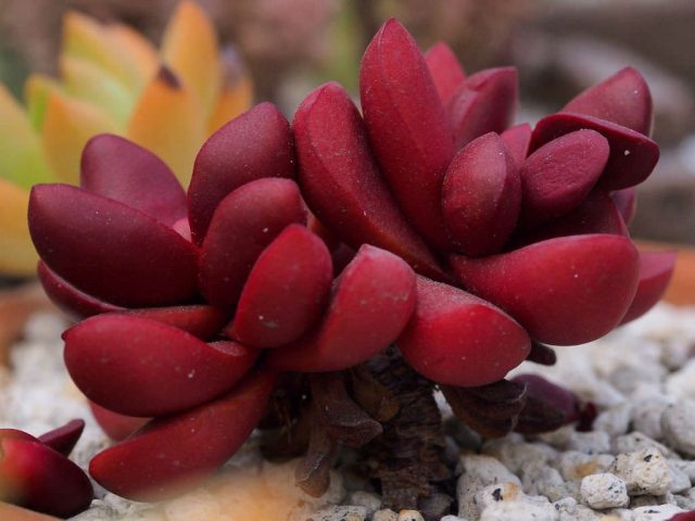 "Пальчатое дерево" - бесстебельный одиночный суккулент (Crassula clavata) менее чем с 3 ветвями в пучках высотой до 5 см.