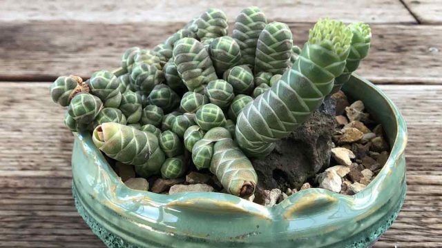 Крассула Баркли (Crassula barklyi) это карликовый суккулентный кустарничек с прямыми колонновидными стеблями, ответвляющимися от основания растения.