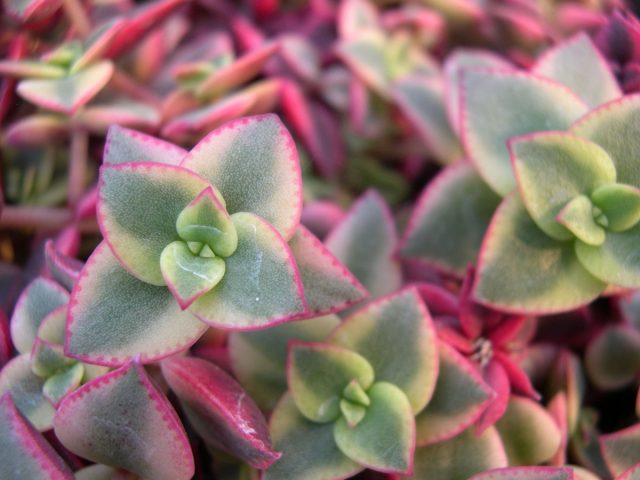 Окраска "Вариегаты" (Crassula pellucida subsp. marginalis 'Variegata') - пестрые светло-зеленые и кремовые листья, дополненные пурпурным или темно-розовым оттенком.