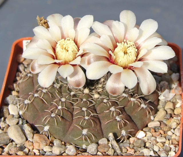 Гимнокалициум звездчатый (Gymnocalycium stellatum asterium) отличает правильная круглая форма.