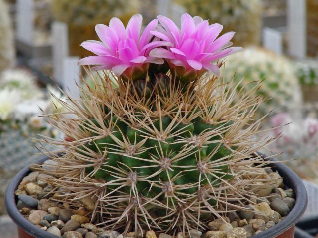 Гимнокалициум Неухубери (Gymnocalycium neuhuberi) относительно быстрорастущий и легко цветущий вид, который образует «семейки» при наилучших условиях.