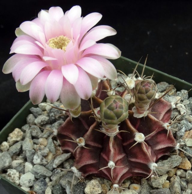 Гимнокалициум Фридриха (Gymnocalycium friedrichii) родом из Аргентины и ценится за яркие цвета и замысловатые ребристые узоры.