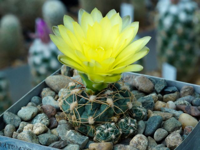 Гимнокалициум Андреа (Gymnocalycium andreae) это низкорослый и колючий кактус, который едва поднимается над уровнем земли.