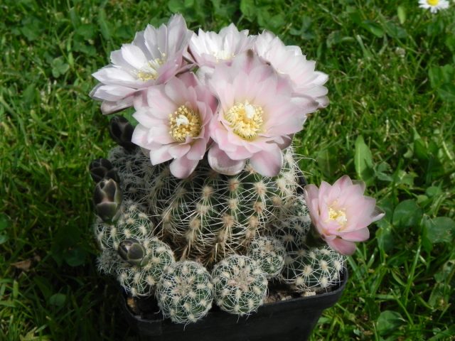 Гимнокалициум Бруха (Gymnocalycium bruchii) один из самых холодостойких южноамериканских видов.