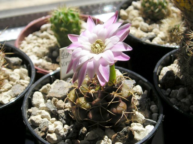 Гимнокалициум Дамсии Ротундулум (Gymnocalycium damsii rotundulum) - небольшой кактус шаровидной формы с хорошо выраженными ребрами, от широких до острых, при этом образует и зубчатые выступы.