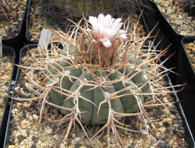 Гимнокалициум Карденаса (Gymnocalycium cardenasianum) крайне медленнорастущий, но и один из самых красивых видов гимнокалициума.