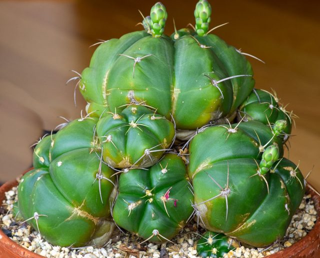 Гимнокалициум Хорста (Gymnocalycium horstii ssp. Buenekeri) - большой шаровидный кактус из Бразилии, напоминающий причудливый зеленый помидор.