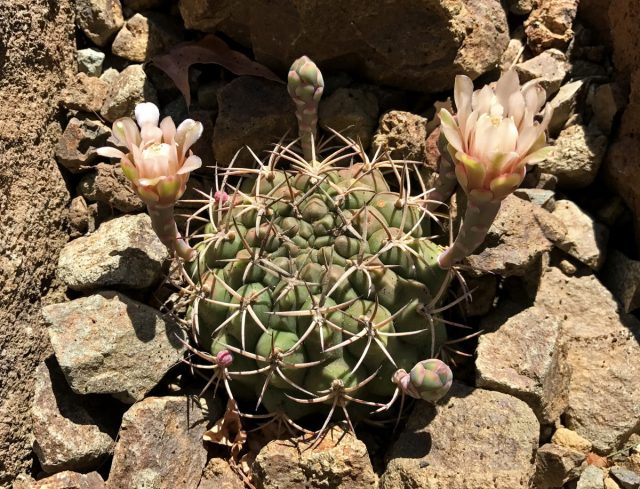 Гимнокалициум Шикенданци (Gymnocalycium schickendantzii) - красивый широкошаровидный, несколько приплюснутый кактус.