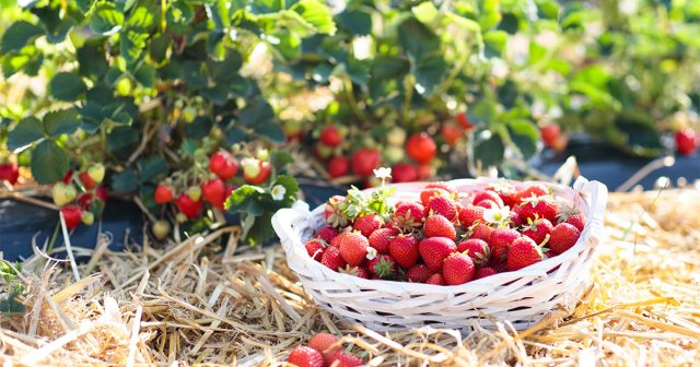 Урожай клубники: как собирать ягоды ведрами.