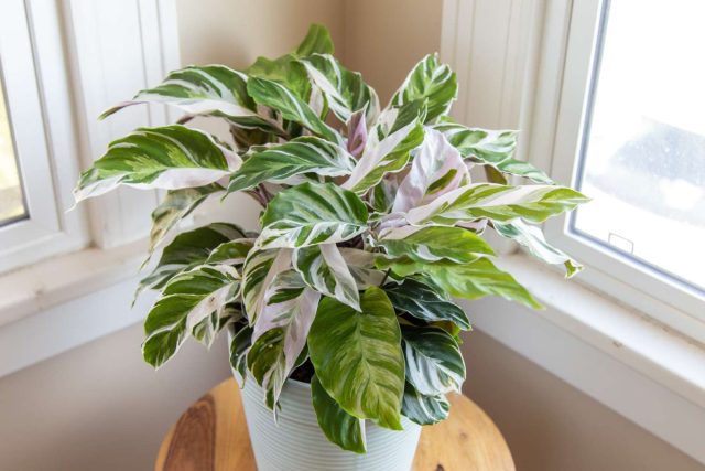 Ещё одна красивая диковинка — Калатея "Вайт Фьюжн", или "Белый Тигр" (Calathea 'White Fusion').