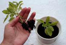Почему желтеет рассада — основные причины и их решения.