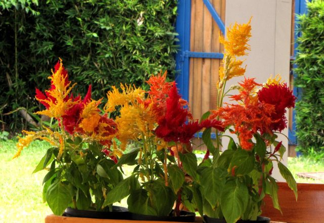 Целозия (Celosia) цветет почти всеми цветами радуги и может похвастаться перистыми соцветиями. Целозия (Celosia) цветет почти всеми цветами радуги и может похвастаться перистыми соцветиями.