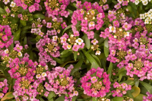 Бурачок душистый, также называемый алиссумом (Alyssum), — быстрорастущее однолетнее растение с соцветиями мелких цветков. Бурачок душистый, также называемый алиссумом (Alyssum), — быстрорастущее однолетнее растение с соцветиями мелких цветков.