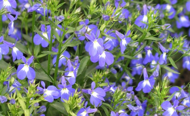 В зависимости от сорта лобелии (Lobelia erinus), она может расти в компактной и кустистой либо свисающей и каскадной формах. В зависимости от сорта лобелии (Lobelia erinus), она может расти в компактной и кустистой либо свисающей и каскадной формах.
