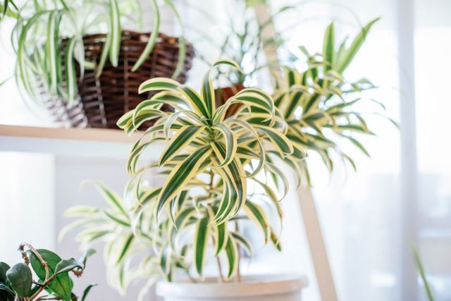 Хлорофитум (Chlorophytum) иначе называют цветком-пауком. Безопасное растение можно даже пожевать — оно безвредно даже для самых маленьких. Хлорофитум (Chlorophytum) иначе называют цветком-пауком. Безопасное растение можно даже пожевать — оно безвредно даже для самых маленьких.