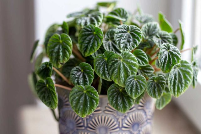 Декоративное растение пеперомия (Peperomia) — прекрасный сосед для ребёнка. Декоративное растение пеперомия (Peperomia) — прекрасный сосед для ребёнка.
