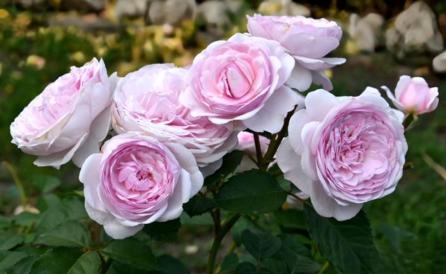 «Оливия Остин» ('Olivia Rose Austin') считается одним из лучших творений Дэвида Остина. «Оливия Остин» ('Olivia Rose Austin') считается одним из лучших творений Дэвида Остина.