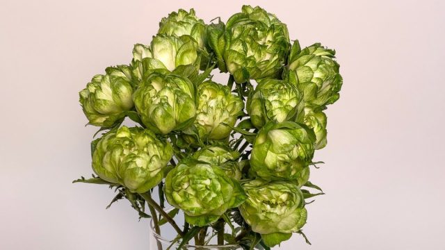 Откровенно зелёная спрей-роза "Принцесс Мидори" ('Princess Midori'). Откровенно зелёная спрей-роза "Принцесс Мидори" ('Princess Midori').