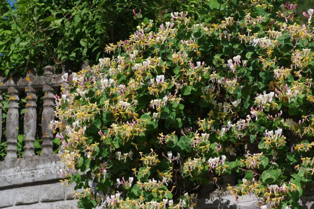В июне на 2-3 недели жимолость каприфоль (lonicera caprifolium) покрывается многочисленными изящными цветками бело- или желтовато-розового цвета. В июне на 2-3 недели жимолость каприфоль (lonicera caprifolium) покрывается многочисленными изящными цветками бело- или желтовато-розового цвета.