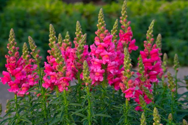 Львиный зев (antirrhinum majus) – растение многолетнее, но как и многие теплолюбивые виды, выращивается в качестве летника. Львиный зев (antirrhinum majus) – растение многолетнее, но как и многие теплолюбивые виды, выращивается в качестве летника.