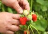 Как добиться обильного и вкусного урожая клубники — секреты ухода.