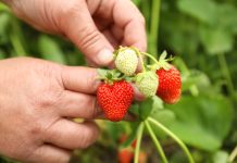 Как добиться обильного и вкусного урожая клубники — секреты ухода.
